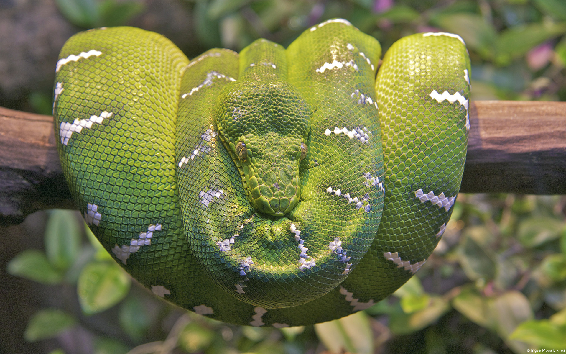 Emerald Tree Boa Snake6598218076